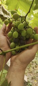 Close-up of hand holding fruit