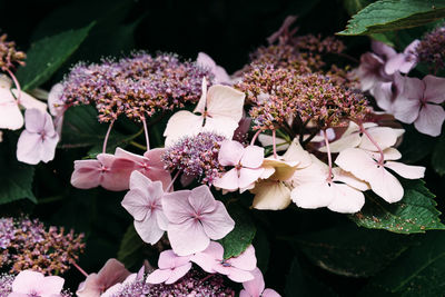 Close-up of pink flowering plant outdoors