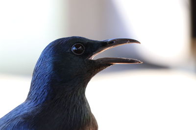 Close-up of a bird looking away