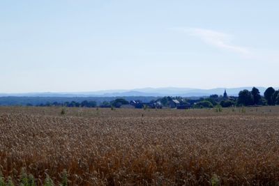 Scenic view of agricultural field against sky