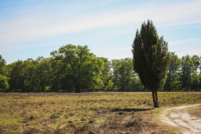 Trees on field against sky