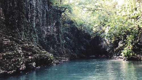 River amidst trees in forest