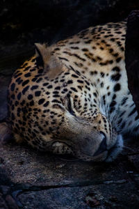 Close-up of a cat sleeping