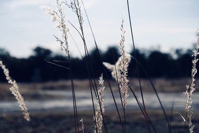 Close-up of water against sky