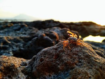 Close-up of insect on rock