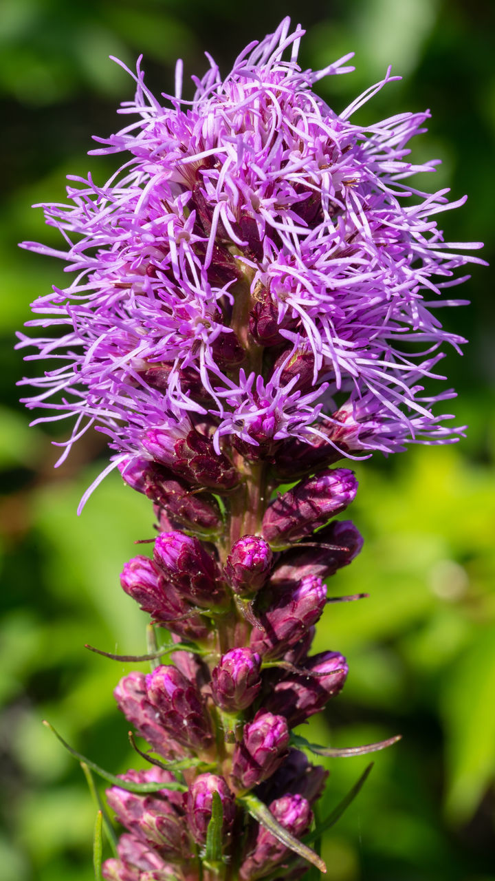 CLOSE-UP OF FRESH PURPLE FLOWERING PLANT