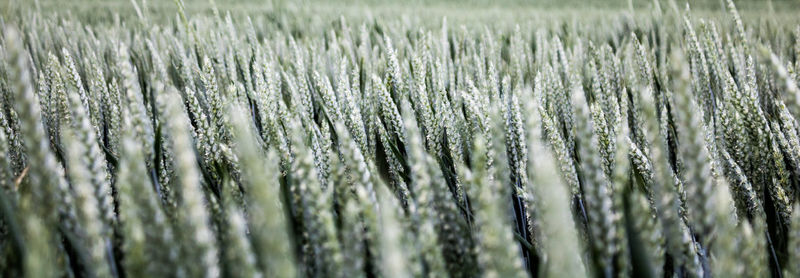 Full frame shot of grass