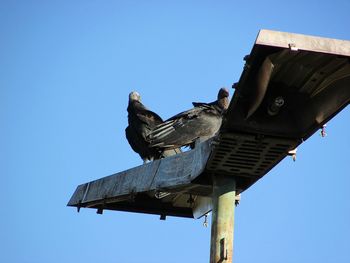 Low angle view of bird perching on wood against clear blue sky