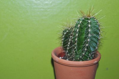 Close-up of cactus plant in pot against green wall