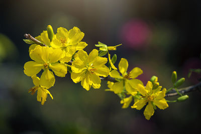 Close-up of yellow flowering plant