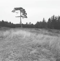 Scenic view of grassy field against sky