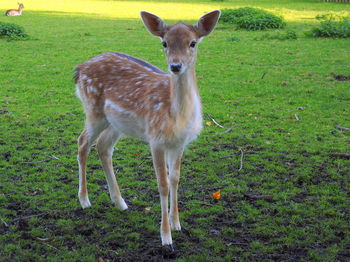 Portrait of deer standing on field