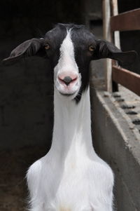 Close-up portrait of goat