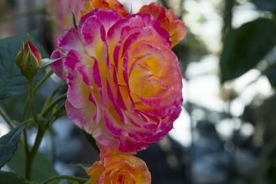 Close-up of pink flower blooming outdoors