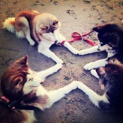 domestic animals
