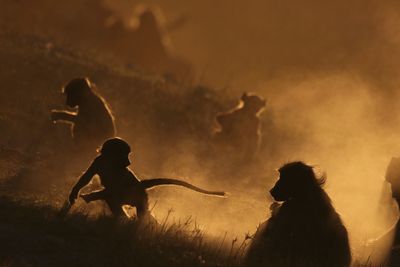 Monkeys against sky during sunset