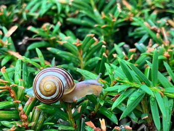 Close-up of snail on plant in brussels botanical, belgium