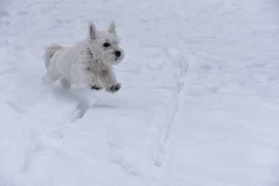 Dog on snow covered field