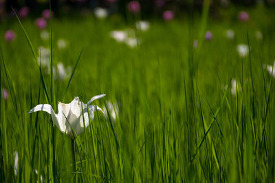 Close-up of white flowering plant on field