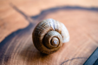 shell