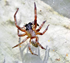 Close-up of spider on web