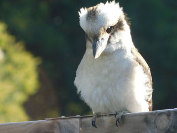 Kookaburra on the fence