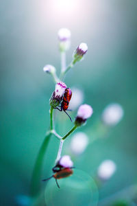 Close-up of ladybug on flower