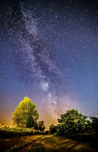 Trees against star field at night