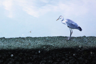 High angle view of gray heron against lake