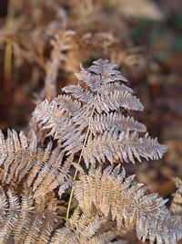 Close-up of frost on tree during winter