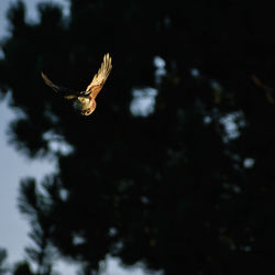 Close-up of eagle flying against blurred background