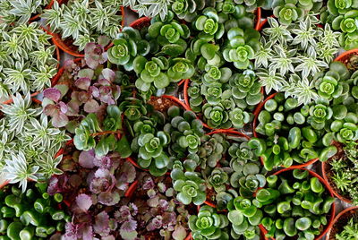 Full frame shot of plants