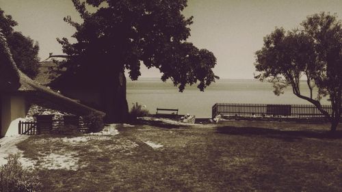 Trees by grass against sky