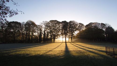 Sun shining through trees in park