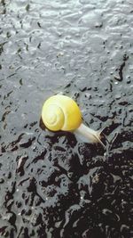 Close-up of snail