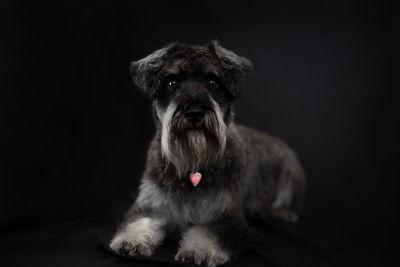 Portrait of dog sitting against black background