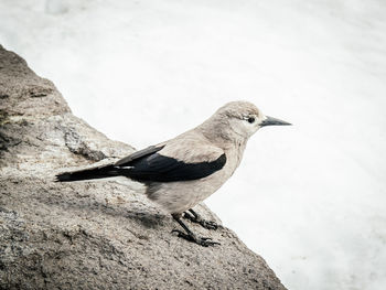 Close-up of bird perching on rock