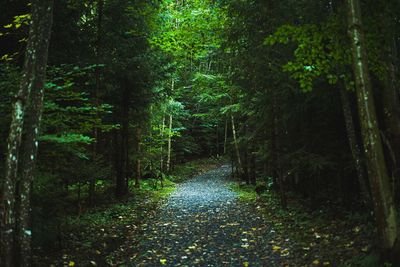 Footpath amidst trees in forest