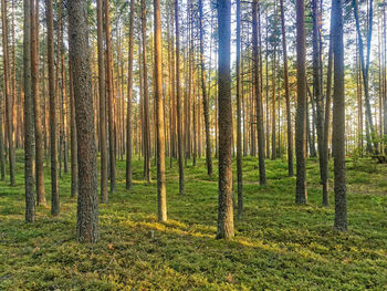 Pine trees in forest