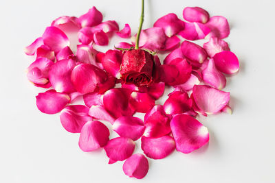 Close-up of pink roses