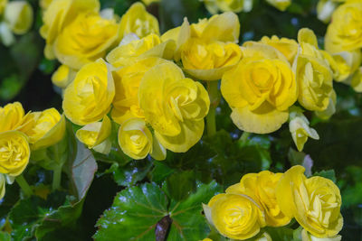 High angle view of yellow flowering plant