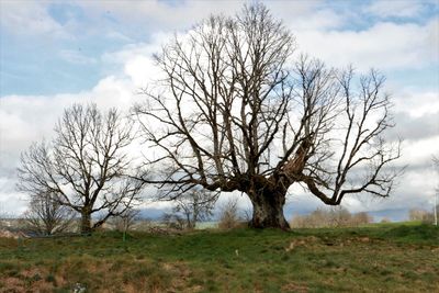 Bare tree on field against sky