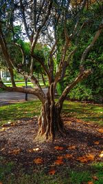 Trees on landscape