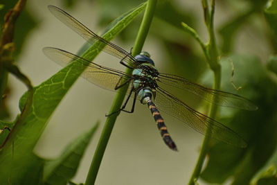 Close-up of dragonfly on plant