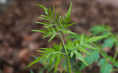 Close-up of fresh green plant