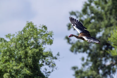 Low angle view of eagle flying