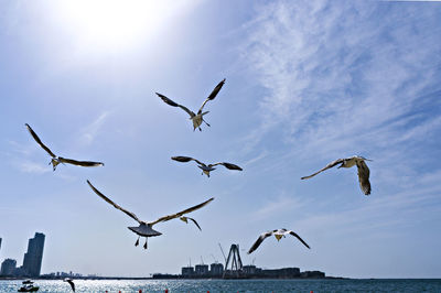Low angle view of birds flying over sea against sky