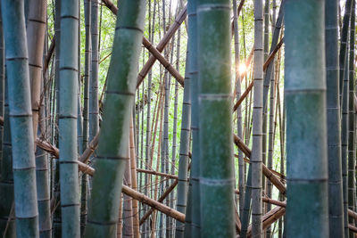 Close-up of bamboo plants in forest