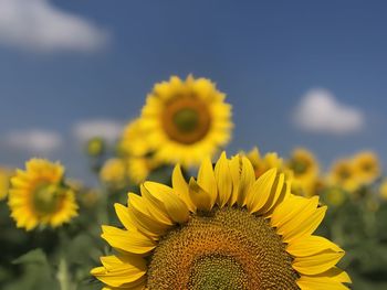 Close-up of sunflower against sky