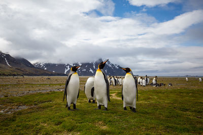 Penguins on field against cloudy sky during winter